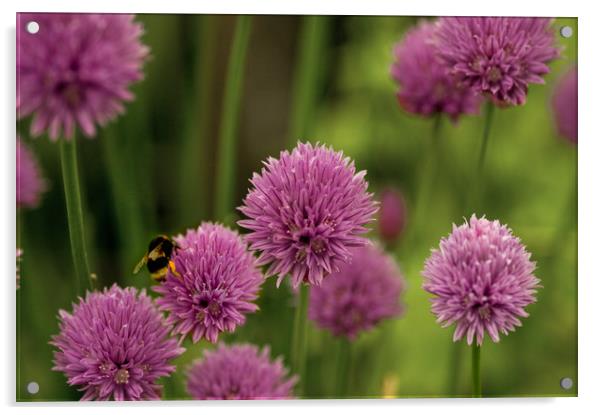 Flowering Chives with Bumble Bee Acrylic by Jacqi Elmslie