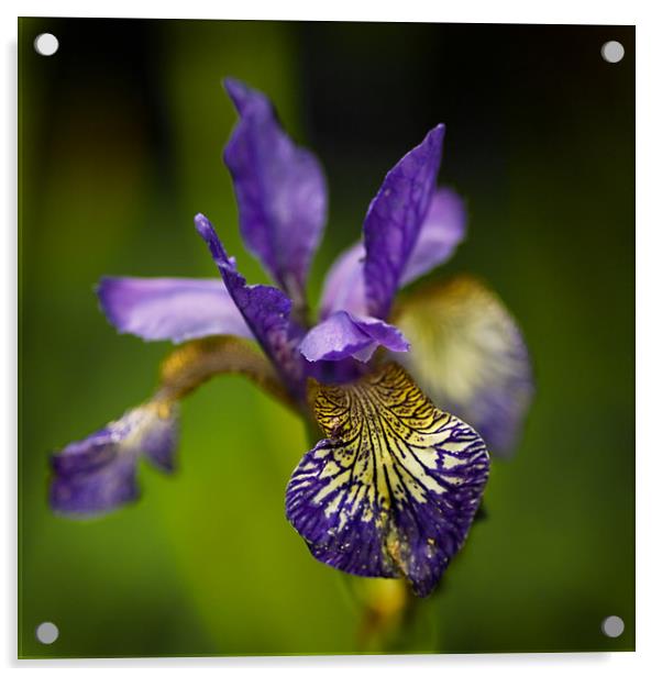 Purple Iris  Acrylic by Jacqi Elmslie