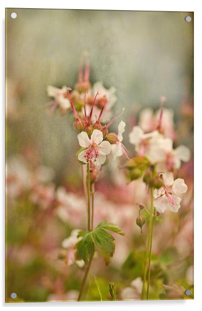 White Rockery Geranium Acrylic by Jacqi Elmslie