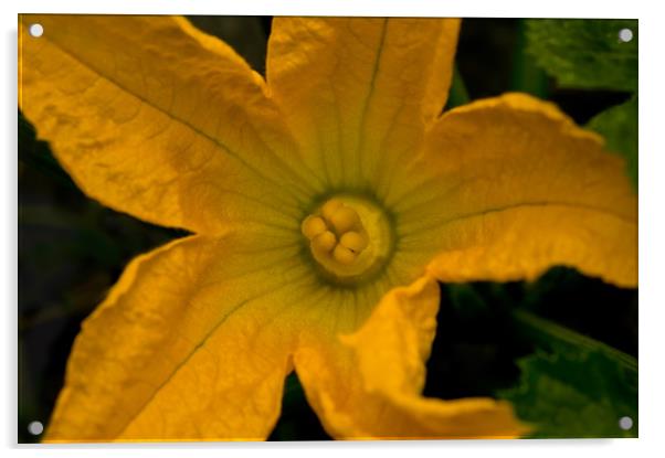 Yellow Courgette Flower Acrylic by Jacqi Elmslie