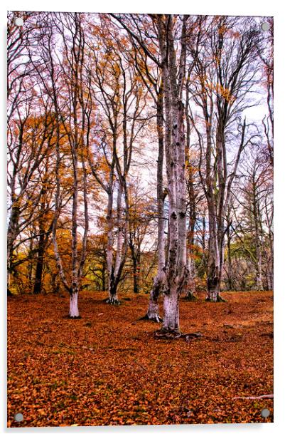 Autumn Trees in Cawdor Woods Acrylic by Jacqi Elmslie