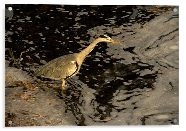 Heron by the River Ness Acrylic by Jacqi Elmslie