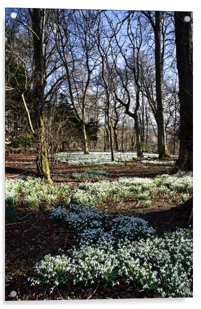 Snowdrop Carpet Under the Trees Acrylic by Jacqi Elmslie