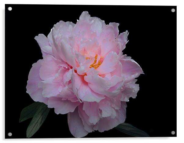 Pink Paeony Acrylic by Jacqi Elmslie