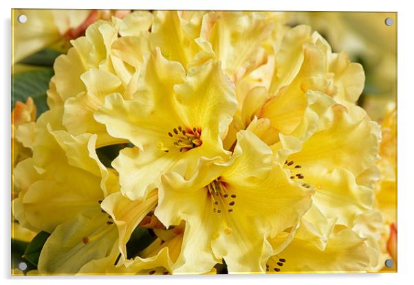 Lemon Rhododendron Macro Acrylic by Jacqi Elmslie