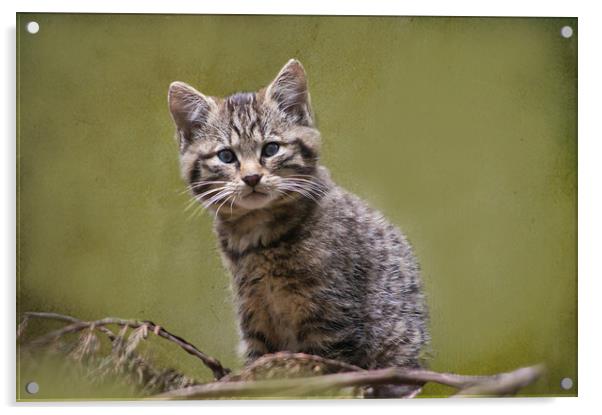 Scottish Wildcat Kitten Acrylic by Jacqi Elmslie