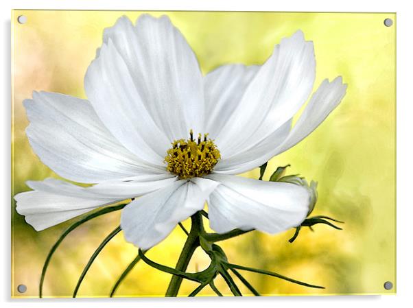 White Watercolour Cosmos Floral Acrylic by Jacqi Elmslie