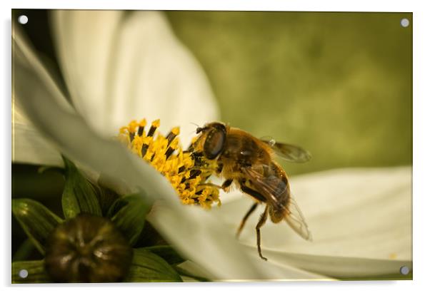 Busy Honeybee Macro Acrylic by Jacqi Elmslie