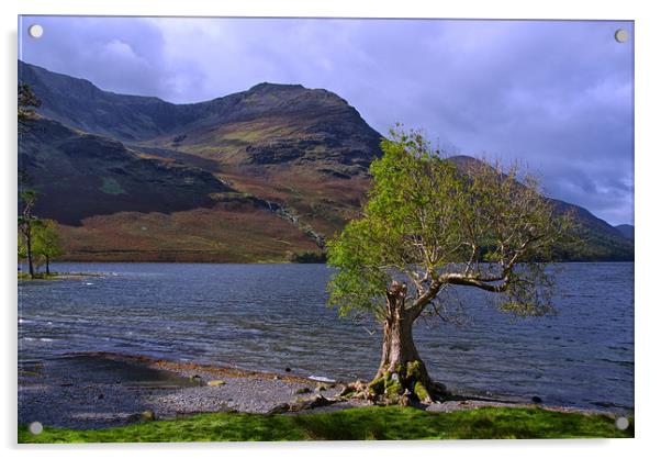 Old Tree at Hause Point Crummock Water Acrylic by Jacqi Elmslie