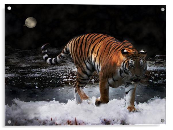 Tiger On The Run Acrylic by Jacqi Elmslie