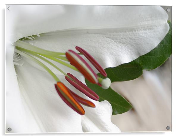 White Lily on Silk Acrylic by Jacqi Elmslie