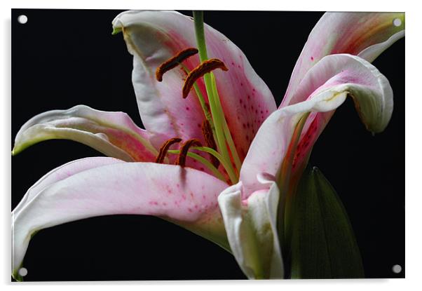 Perfumed Lily Acrylic by Jacqi Elmslie