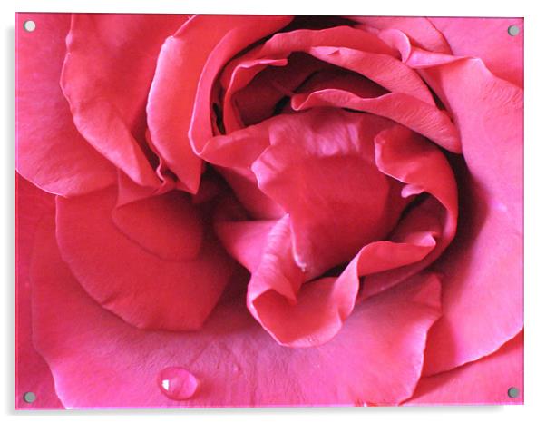 Pink Rose With Raindrop Acrylic by Jacqi Elmslie