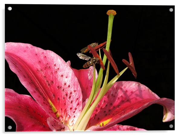Lily with Hoverflies Acrylic by Jacqi Elmslie