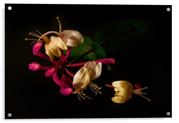 Night Scented Honeysuckle Acrylic by Jacqi Elmslie