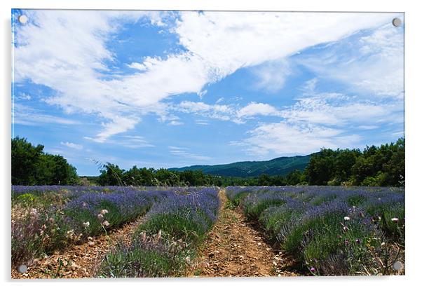 Lavender Field Provence Acrylic by Jacqi Elmslie