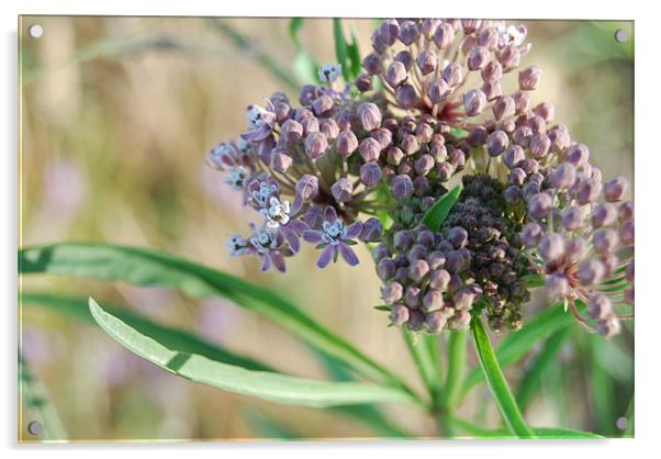 Purple milkweed flower Acrylic by kim albonico