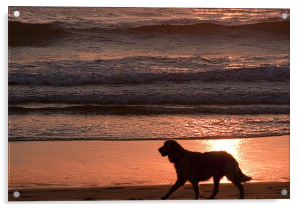 dog on beach Acrylic by john williams