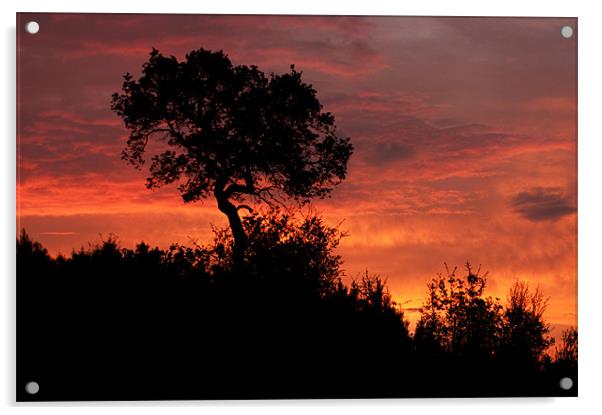 sunrise silhouette Acrylic by john williams
