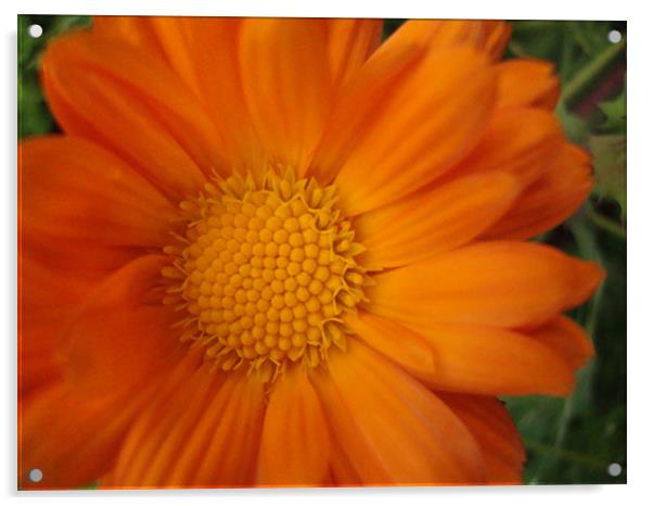 Marguerite Orange Acrylic by mazet aurelia