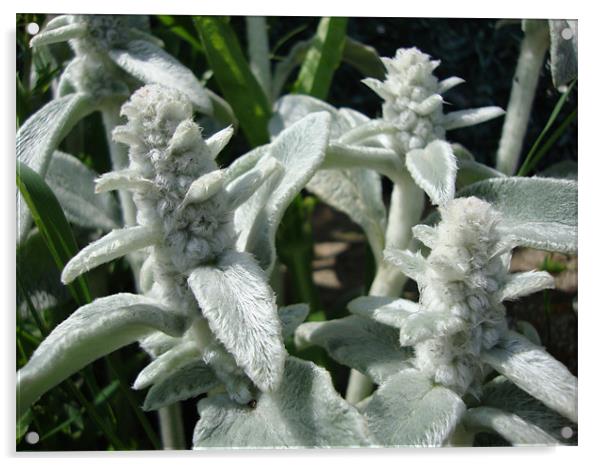 fleur coton Acrylic by mazet aurelia