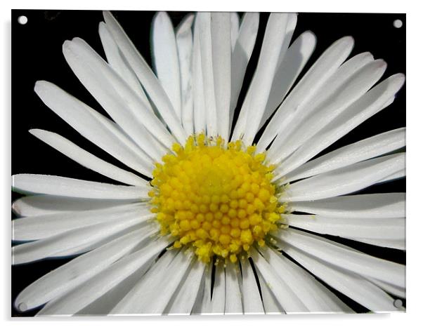 Marguerite Acrylic by mazet aurelia