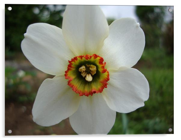 Fleur Acrylic by mazet aurelia
