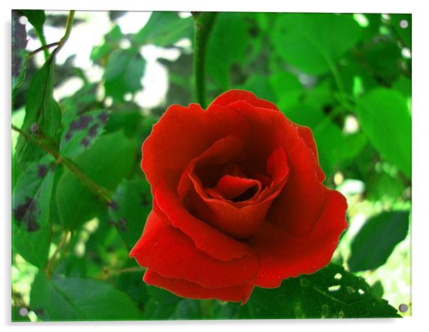 Rose rouge Acrylic by mazet aurelia