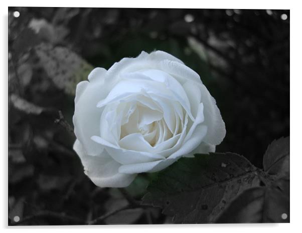 Rose blanche Acrylic by mazet aurelia