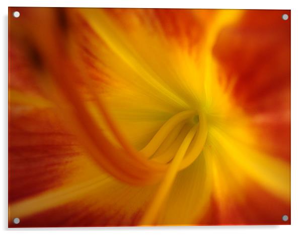 Coeur Iris Orange Acrylic by mazet aurelia