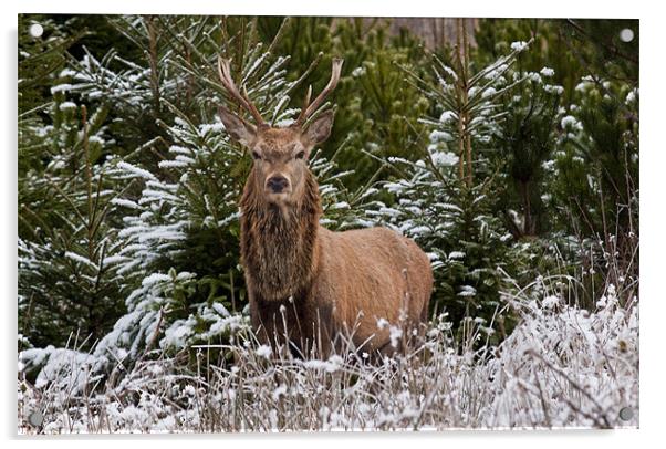 Red Deer Stag Acrylic by Jim kernan