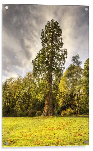 Tall Tree Acrylic by Jim kernan