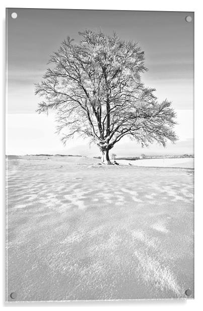 The Frozen Tree Acrylic by Jim kernan