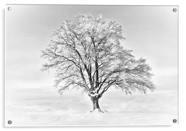 A Cold Tree Acrylic by Jim kernan