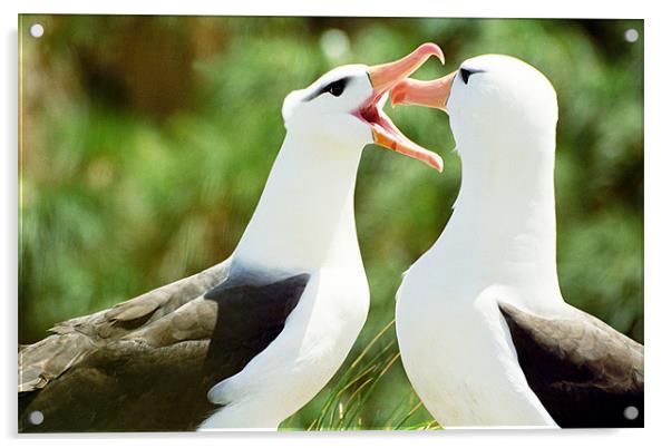 Mating Albatross Acrylic by Jenny Purdy