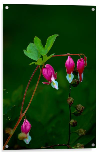 Dicentra 2 Acrylic by Kevin West