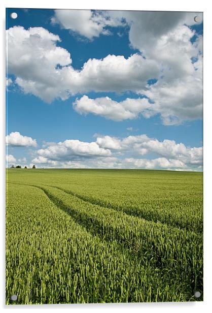 Wheat Field View Acrylic by Alexander Mieszkowski