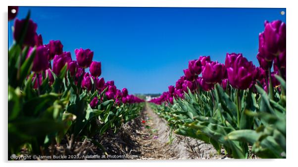 Purple Tulip Avenue Acrylic by James Buckle