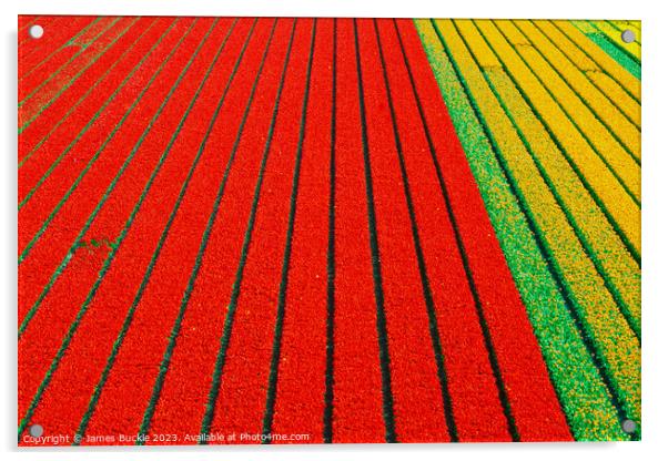Tulip Fields from above Acrylic by James Buckle