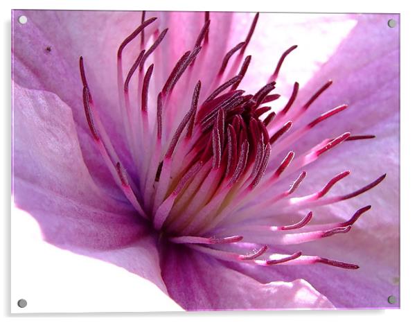 Clematis Acrylic by Christopher Humphrey