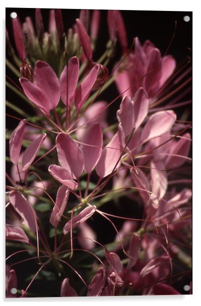 Cleome Close and Personal 3703_9652 Acrylic by Judith Schindler-Domser