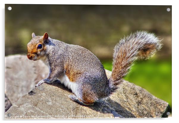 Who pinched my nuts? Acrylic by David McFarland