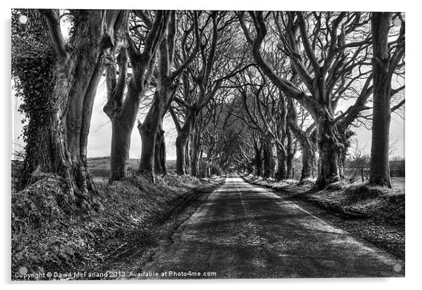 Light in the Dark Hedges Acrylic by David McFarland