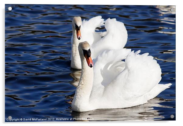 Swan patrol Acrylic by David McFarland