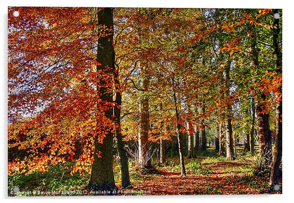 Woodland Wonderland Acrylic by David McFarland