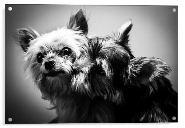 Puppy Love Acrylic by David McFarland