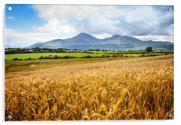 Mournes in harvest time Acrylic by David McFarland