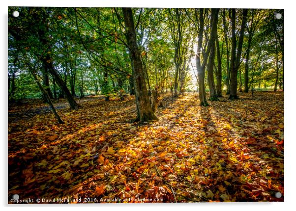 Autumn carpet at Oxford Island Acrylic by David McFarland