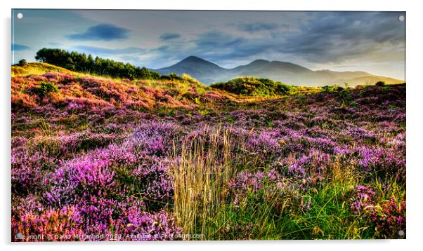 Mournes from Murlough Acrylic by David McFarland