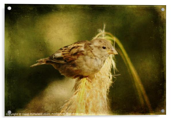 A house sparrow (Passer domesticus) Acrylic by David McFarland